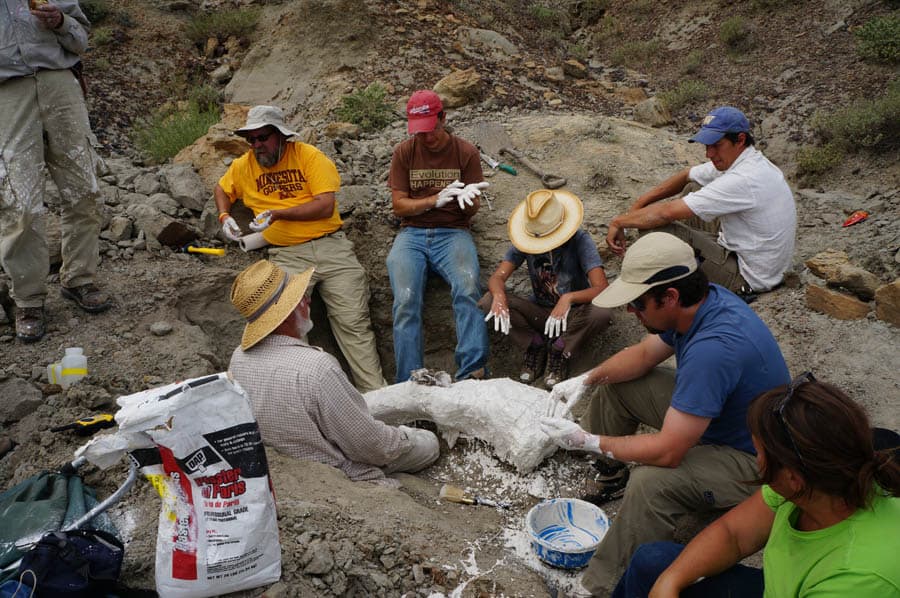 Teachers and UW paleontologists excavate dinosaur bones, protecting them with plaster and burlap.