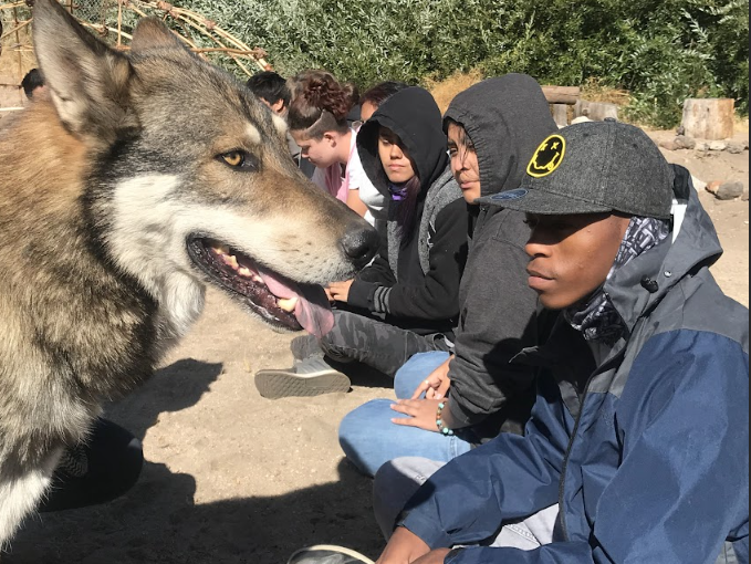 At-Risk Youth Discover Support, Healing With Wolves